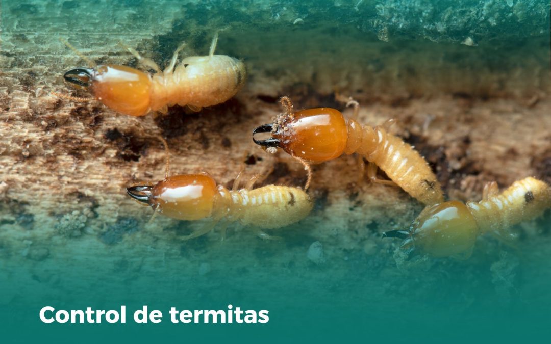 Control de termitas: Protege tu edificio de una amenaza silenciosa