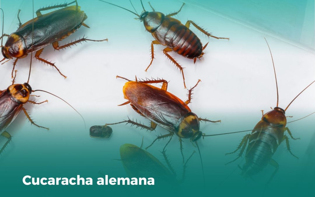 Cucaracha alemana: La pequeña gran invasora que amenaza tu hogar