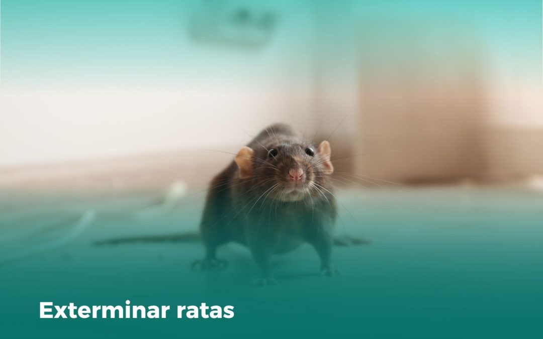 Exterminador de ratas: La solución definitiva para una infestación