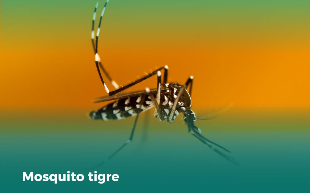 Peligros del mosquito tigre: Protege tu salud y bienestar