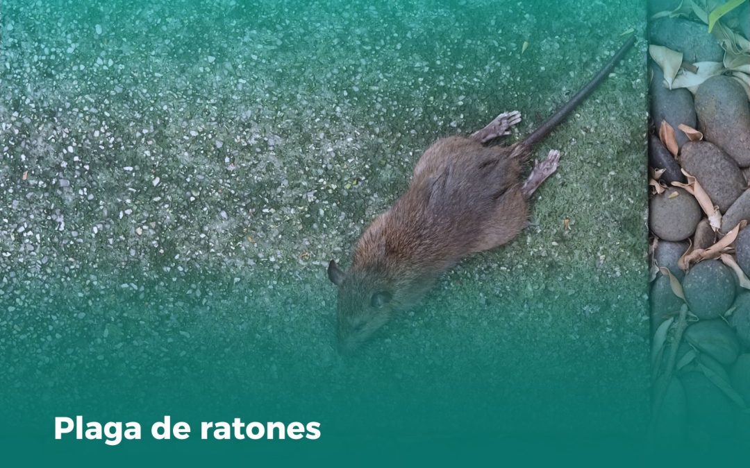 Plaga de ratones: Cómo identificarlas y eliminarlas de forma efectiva